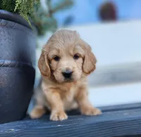 Cooper, a male Cockapoo and English Cream Golden Retriever for sale in Plain City, OH – Photo 3 of 4