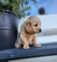 Cooper, a male Cockapoo and English Cream Golden Retriever for sale in Plain City, OH – Photo 2 of 4