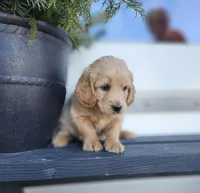 Cooper, a male Cockapoo and English Cream Golden Retriever for sale in Plain City, OH – Photo 4 of 4