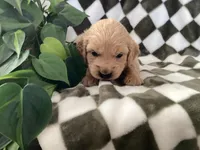 Cooper, a male Miniature Goldendoodle for sale in Plain City, OH – Photo 3 of 4