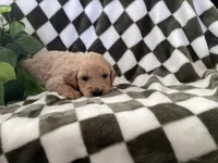 Cooper, a male Miniature Goldendoodle for sale in Plain City, OH – Photo 4 of 4