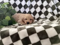 Cooper, a male Miniature Goldendoodle for sale in Plain City, OH – Photo 1 of 4