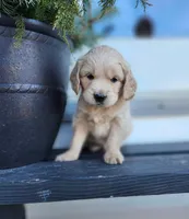 Rio, a male Cockapoo and English Cream Golden Retriever for sale in Plain City, OH – Photo 2 of 5