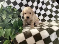 Rio, a male Miniature Goldendoodle for sale in Plain City, OH – Photo 3 of 4