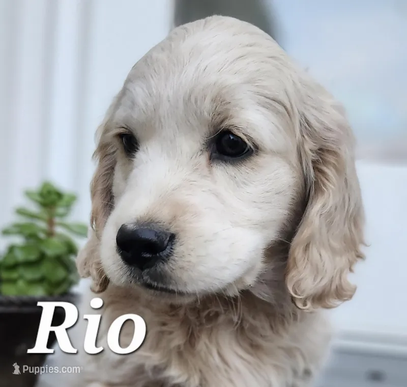 Rio – Cockapoo, English Cream Golden Retriever puppy for sale in Plain City, OH