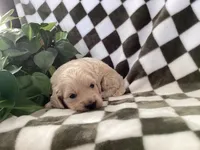 Rio, a male Miniature Goldendoodle for sale in Plain City, OH – Photo 2 of 4