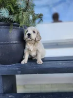 Rio, a male Cockapoo and English Cream Golden Retriever for sale in Plain City, OH – Photo 4 of 5