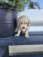 Rio, a male Cockapoo and English Cream Golden Retriever for sale in Plain City, OH – Photo 5 of 5