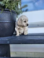 Rio, a male Cockapoo and English Cream Golden Retriever for sale in Plain City, OH – Photo 3 of 5