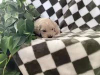 Rio, a male Miniature Goldendoodle for sale in Plain City, OH – Photo 4 of 4