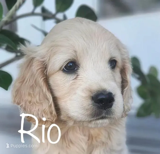 Rio – Cockapoo, English Cream Golden Retriever puppy for sale in Plain City, OH