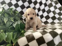 Rio, a male Miniature Goldendoodle for sale in Plain City, OH – Photo 1 of 4