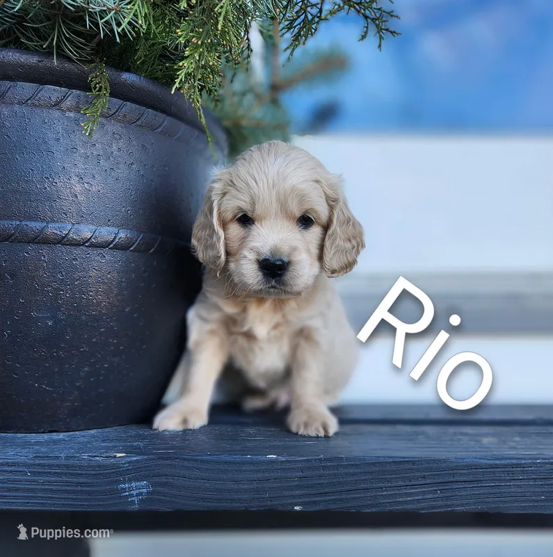 Rio, a male Cockapoo and English Cream Golden Retriever for sale in Plain City, OH – Photo 1 of 5