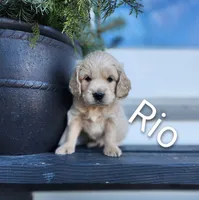 Rio, a male Cockapoo and English Cream Golden Retriever for sale in Plain City, OH – Photo 1 of 5