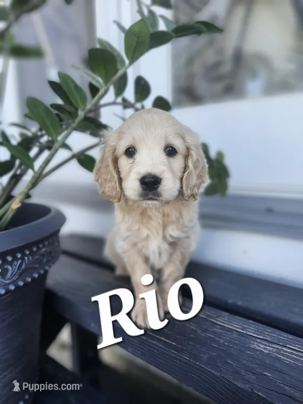 Rio – Cockapoo, English Cream Golden Retriever puppy for sale in Plain City, OH