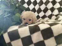 Jade, a female Miniature Goldendoodle for sale in Plain City, OH – Photo 4 of 4