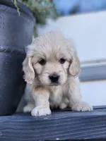 Jade, a female Cockapoo and English Cream Golden Retriever for sale in Plain City, OH – Photo 4 of 4