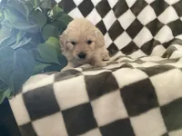 Jade, a female Miniature Goldendoodle for sale in Plain City, OH – Photo 3 of 4