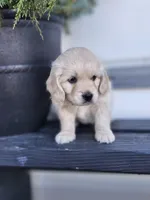 Jade, a female Cockapoo and English Cream Golden Retriever for sale in Plain City, OH – Photo 2 of 4
