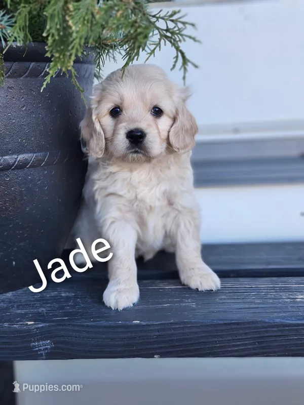 Jade, a female Cockapoo and English Cream Golden Retriever for sale in Plain City, OH – Photo 1 of 4
