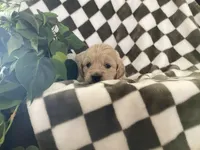 Sage, a female Miniature Goldendoodle for sale in Plain City, OH – Photo 4 of 4