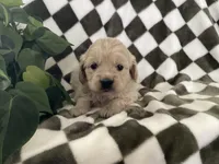 Sage, a female Miniature Goldendoodle for sale in Plain City, OH – Photo 2 of 4