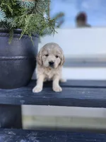 Sage, a female Cockapoo and English Cream Golden Retriever for sale in Plain City, OH – Photo 6 of 6