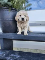 Sage, a female Cockapoo and English Cream Golden Retriever for sale in Plain City, OH – Photo 3 of 6