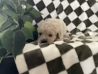 Sage, a female Miniature Goldendoodle for sale in Plain City, OH – Photo 3 of 4