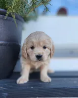 Sage, a female Cockapoo and English Cream Golden Retriever for sale in Plain City, OH – Photo 4 of 6