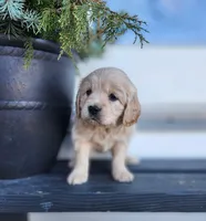 Sage, a female Cockapoo and English Cream Golden Retriever for sale in Plain City, OH – Photo 5 of 6