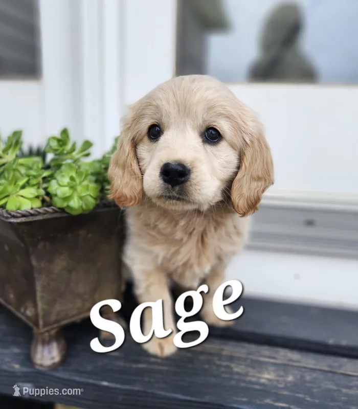 Sage – Cockapoo, English Cream Golden Retriever puppy for sale in Plain City, OH