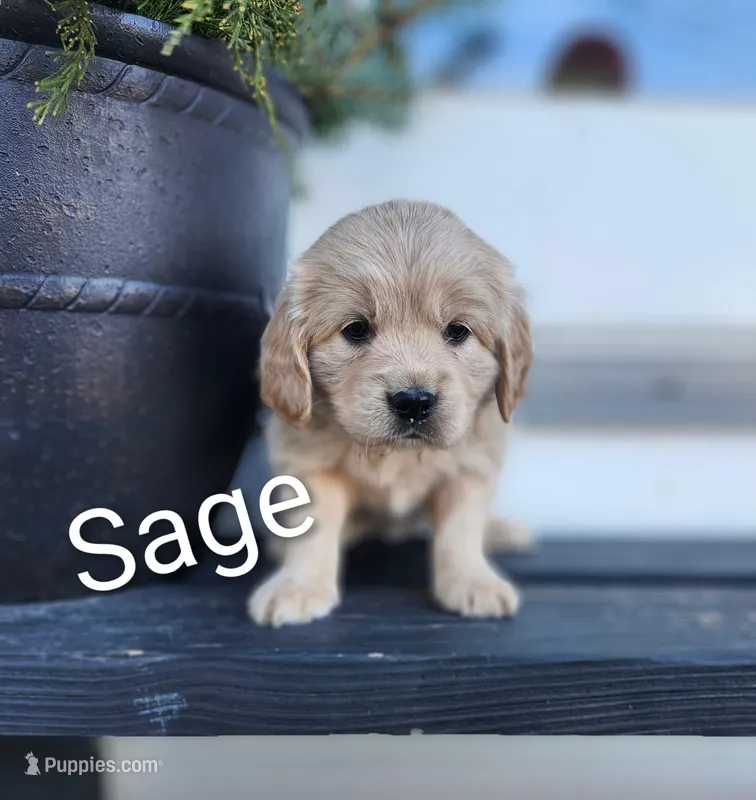 Sage, a female Cockapoo and English Cream Golden Retriever for sale in Plain City, OH – Photo 1 of 6