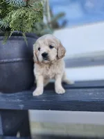 Sage, a female Cockapoo and English Cream Golden Retriever for sale in Plain City, OH – Photo 2 of 6