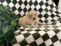 Axel, a male Miniature Goldendoodle for sale in Plain City, OH – Photo 5 of 7