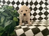 Axel, a male Miniature Goldendoodle for sale in Plain City, OH – Photo 7 of 7