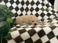 Axel, a male Miniature Goldendoodle for sale in Plain City, OH – Photo 4 of 7