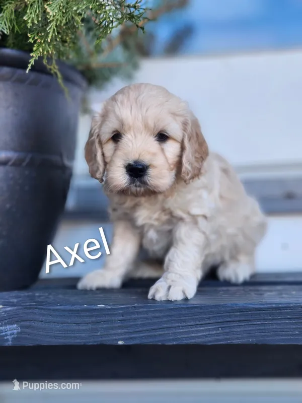 Axel, a male Cockapoo and English Cream Golden Retriever for sale in Plain City, OH – Photo 1 of 4
