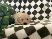 Axel, a male Miniature Goldendoodle for sale in Plain City, OH – Photo 6 of 7