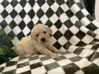 Axel, a male Miniature Goldendoodle for sale in Plain City, OH – Photo 3 of 7