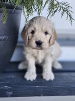 Axel, a male Cockapoo and English Cream Golden Retriever for sale in Plain City, OH – Photo 3 of 4