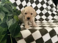 Axel, a male Miniature Goldendoodle for sale in Plain City, OH – Photo 1 of 7