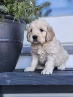 Axel, a male Cockapoo and English Cream Golden Retriever for sale in Plain City, OH – Photo 2 of 4