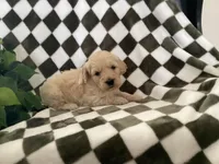 Axel, a male Miniature Goldendoodle for sale in Plain City, OH – Photo 2 of 7