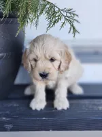 Axel, a male Cockapoo and English Cream Golden Retriever for sale in Plain City, OH – Photo 4 of 4