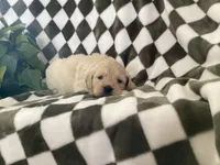 Ariel, a female Miniature Goldendoodle for sale in Plain City, OH – Photo 4 of 4