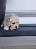 Ariel, a female Cockapoo and English Cream Golden Retriever for sale in Plain City, OH – Photo 4 of 5