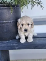 Ariel, a female Cockapoo and English Cream Golden Retriever for sale in Plain City, OH – Photo 3 of 5