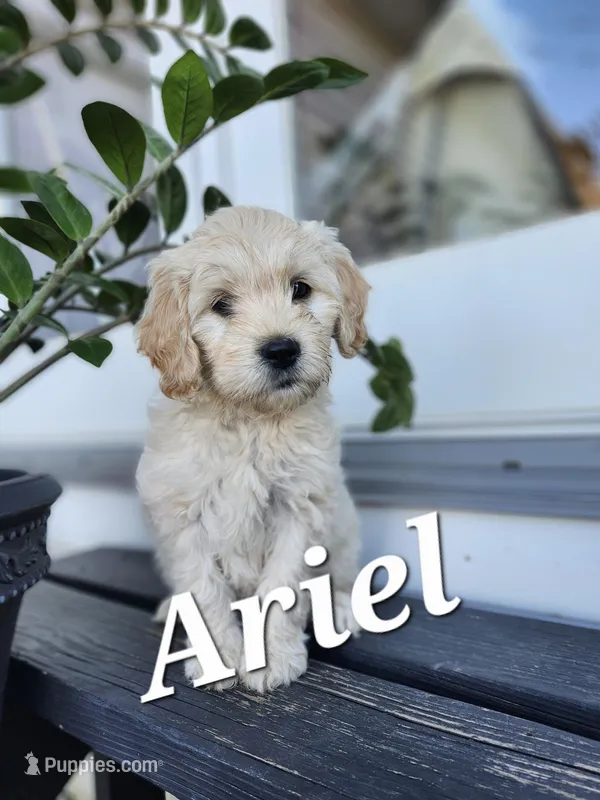Ariel – Cockapoo, English Cream Golden Retriever puppy for sale in Plain City, OH