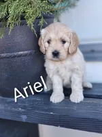 Ariel, a female Cockapoo and English Cream Golden Retriever for sale in Plain City, OH – Photo 1 of 5
